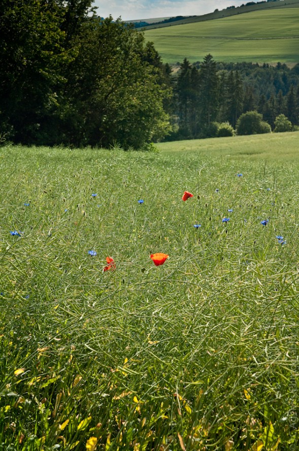 Lush Green Field Speckled with Flowers. Morbach, Germany